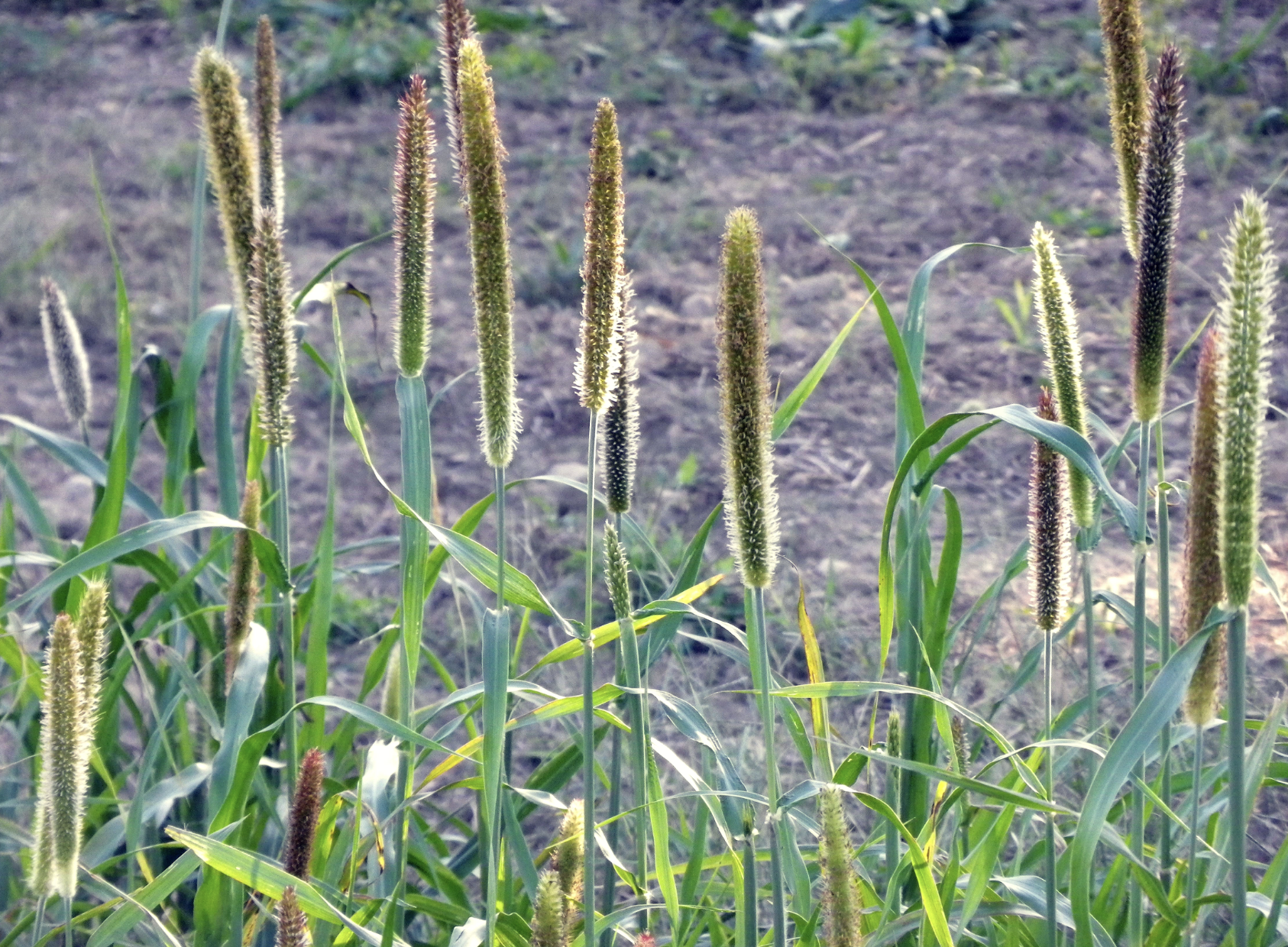 Pearl Millet Summer Cover Crop